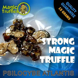 Atlantis Magic Truffles Display - Exotic and Potent Sclerotia Variety