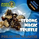 Psilocybe Atlantis magic truffles, a type of psychedelic substance with psychoactive compounds that can cause hallucinations and altered states of mind.