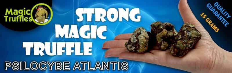 Magic truffles Atlantis