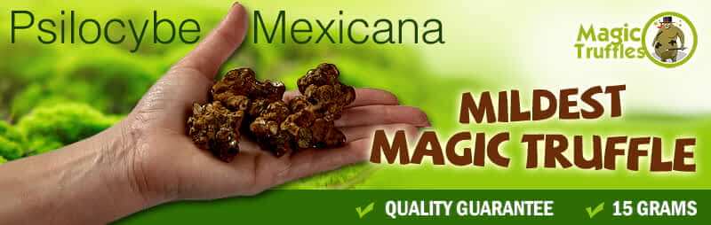 Magic truffles Mexicana