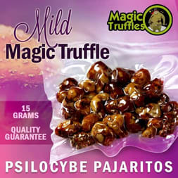 Pajaritos Magic Truffles - Vibrant and Euphoric Sclerotia Variety