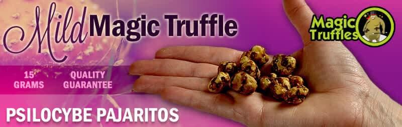 Magic truffles Pajaritos