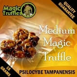 Magic truffles Tampanensis | 15 grams fresh sealed