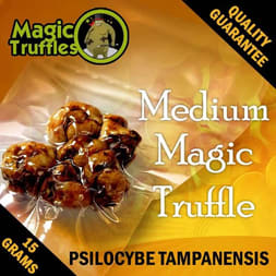 Tampanensis Magic Truffles - Unique and Mild Psychedelic Sclerotia